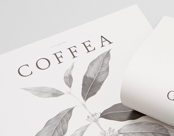 Read more about the article Coffee hay Cofffea, Vì sao là PrimeCoffea?