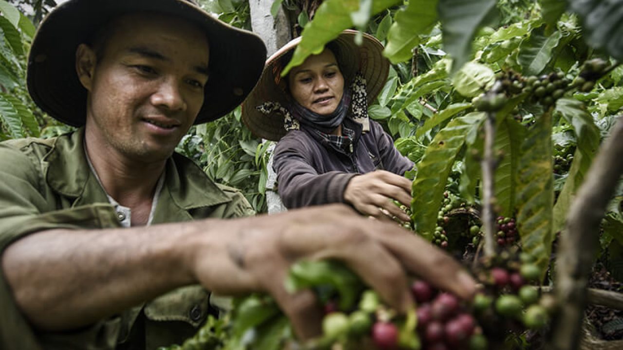 Ngành cà phê Việt Nam, hành trình ba thập kỷ | PrimeCoffee