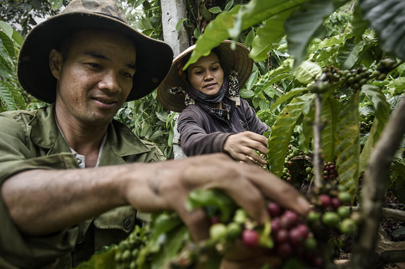 Ngành cà phê Việt Nam, hành trình ba thập kỷ | PrimeCoffee
