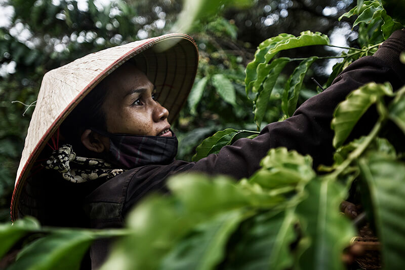Read more about the article Sự phát triển của cây cà phê Robusta Việt Nam