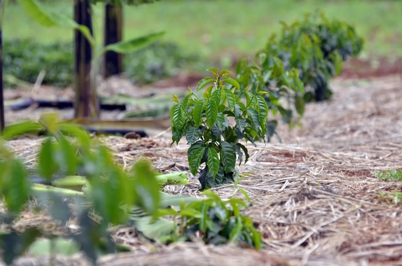 Canh tác 06: Quản lý đất trồng cà phê