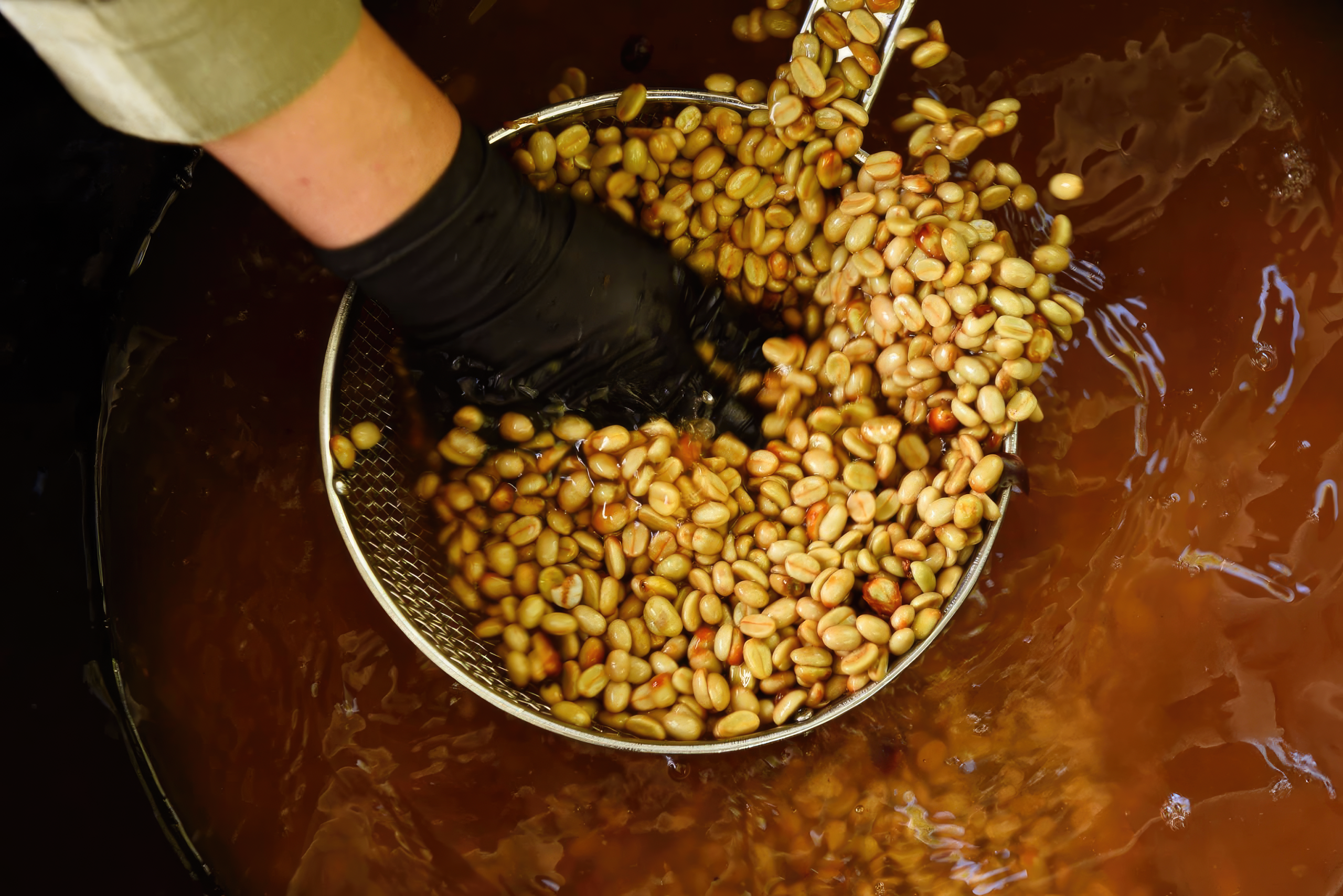 Hương vị lên men đi vào hạt cà phê bằng cách nào