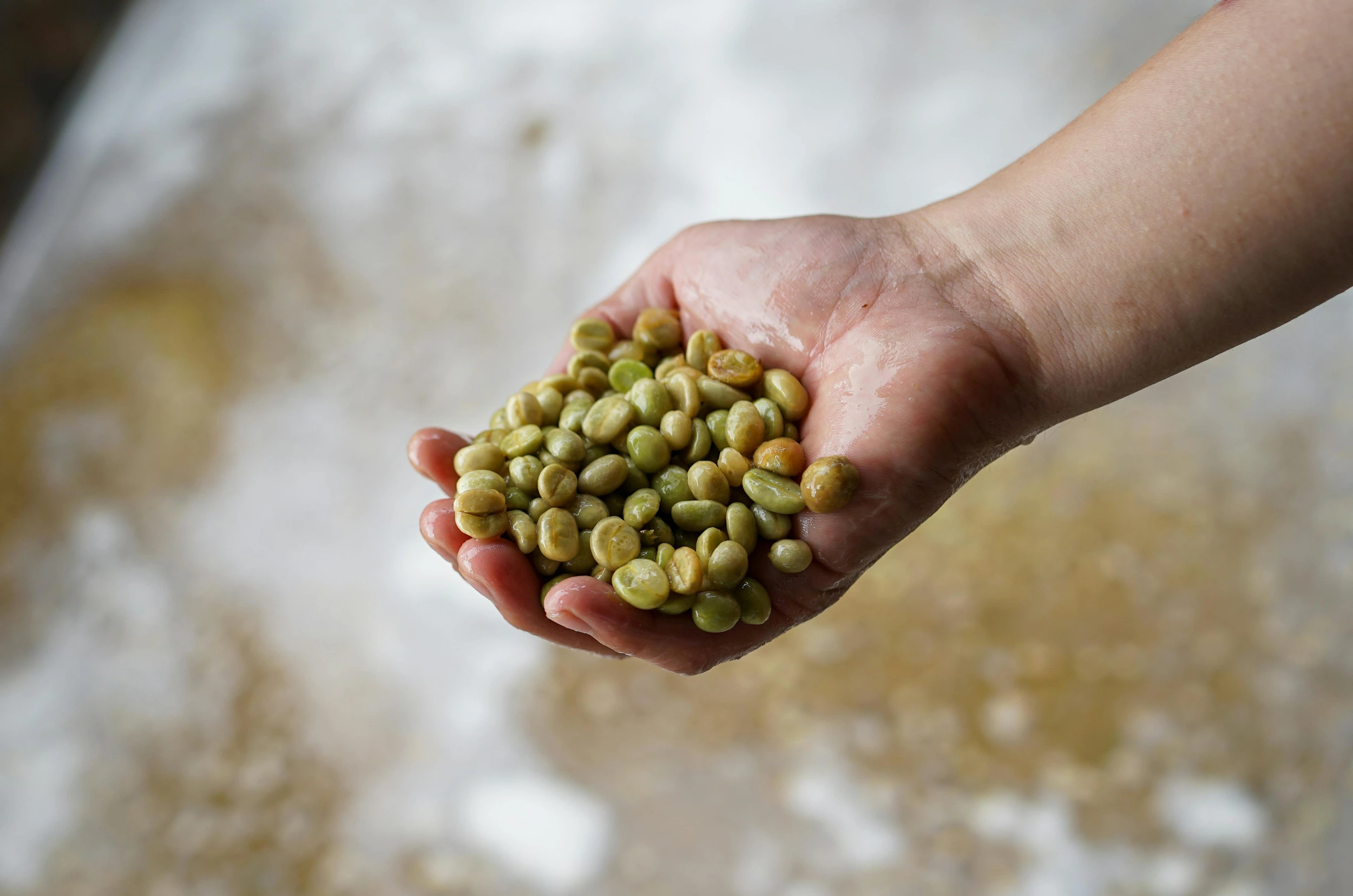 Hương vị lên men đi vào hạt cà phê bằng cách nào