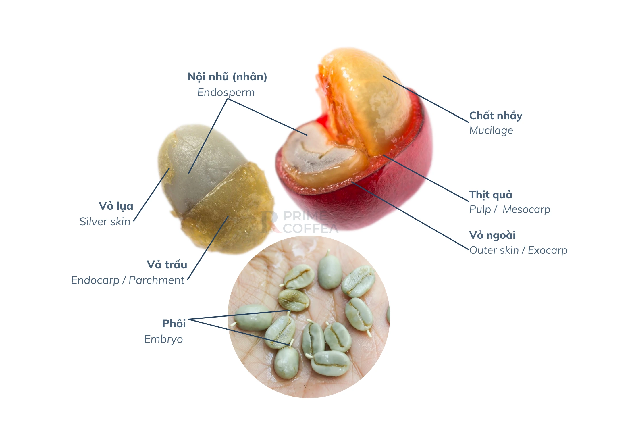 Cấu tạo quả cà phê - PrimeCoffee