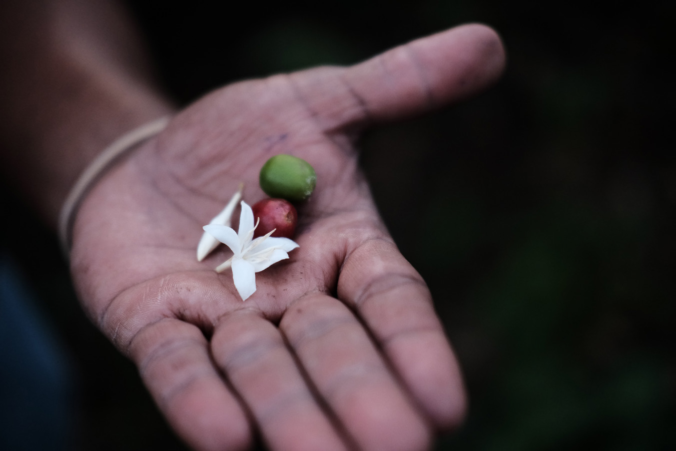Arabica Việt Nam Giới hạn từ bản đồ di truyền