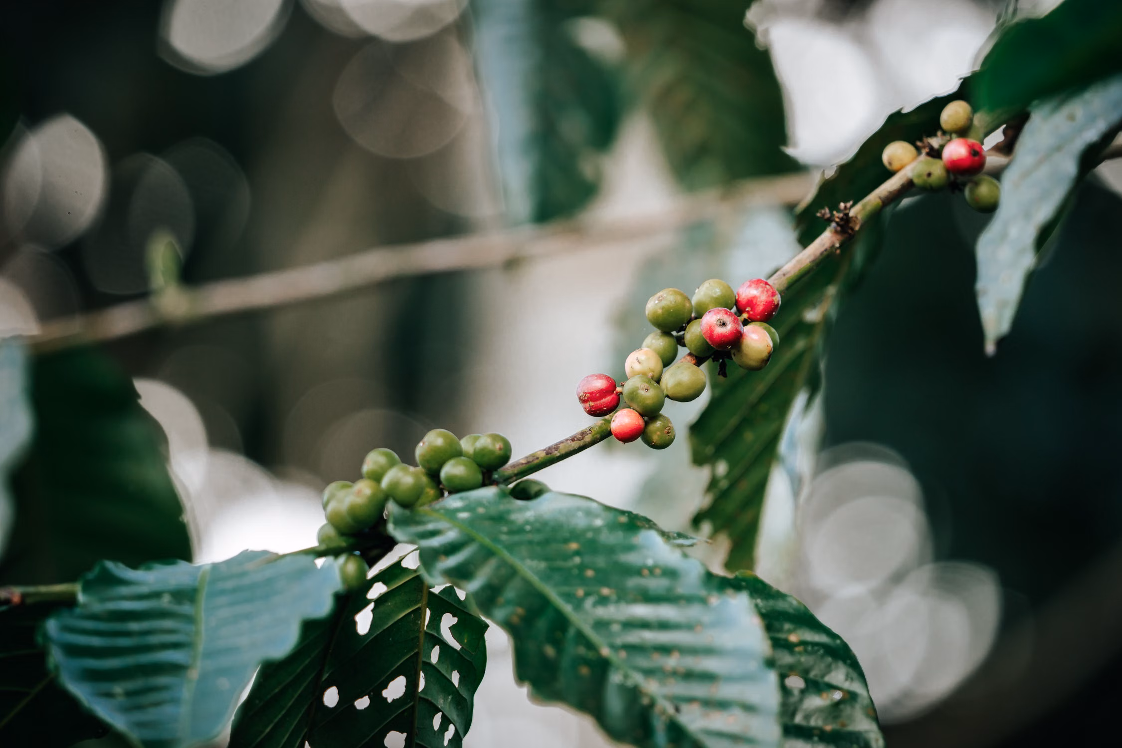 Nguồn gốc của giống cà phê Robusta Sẻ Việt Nam
