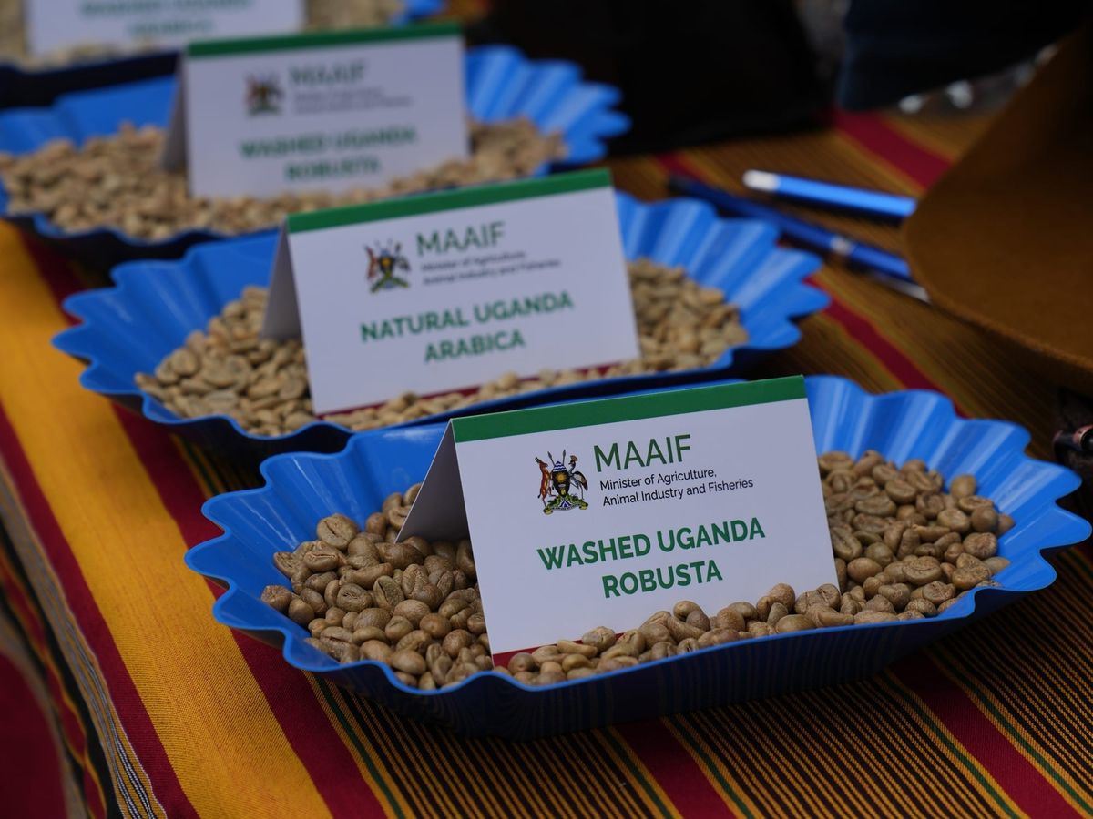 Uganda: Từ Robusta hàng hóa đến Fine Robusta